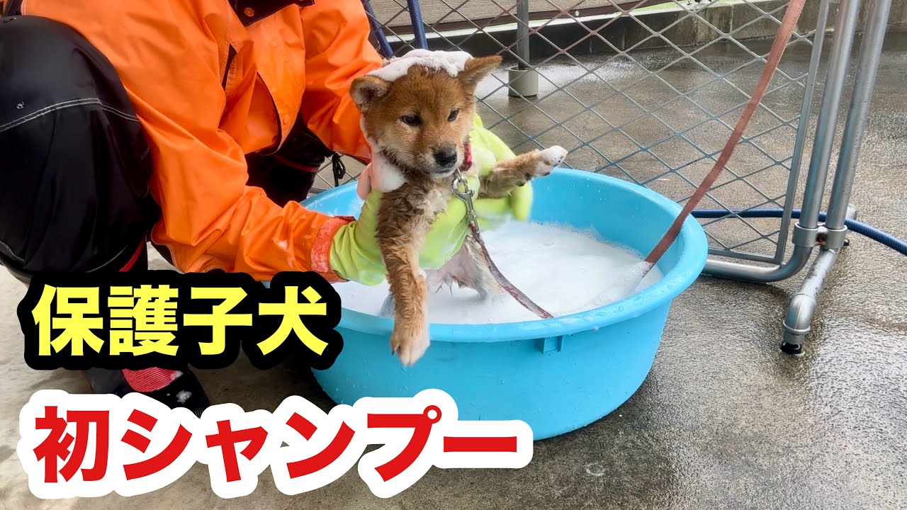 辛い過去と糞尿刺激臭を洗い流す初シャンプーする保護子犬