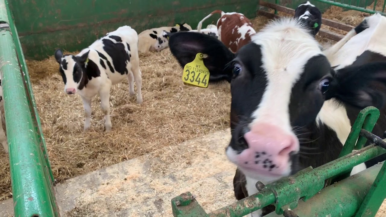 Landbruk Gimre Samdrift DA Storfe melk og kjøtt produksjon  2019