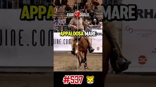 #537 🐯 CA WEASLEY LITTLE ROBOSTEP♀TALENTED Reining NRHA 2026 🔮 Futurity prospect +39 329 0575 174