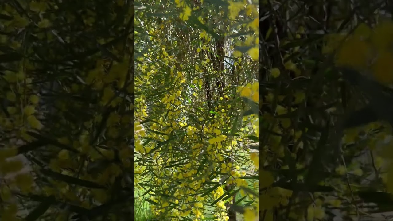 «В цветах мимозы» Весенняя медитация 