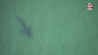 Shark captured on camera near scene of Cape Cod shark attack