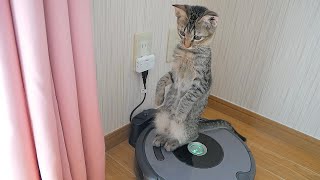 【マンチ立ち!?】ついに子猫が立った!!