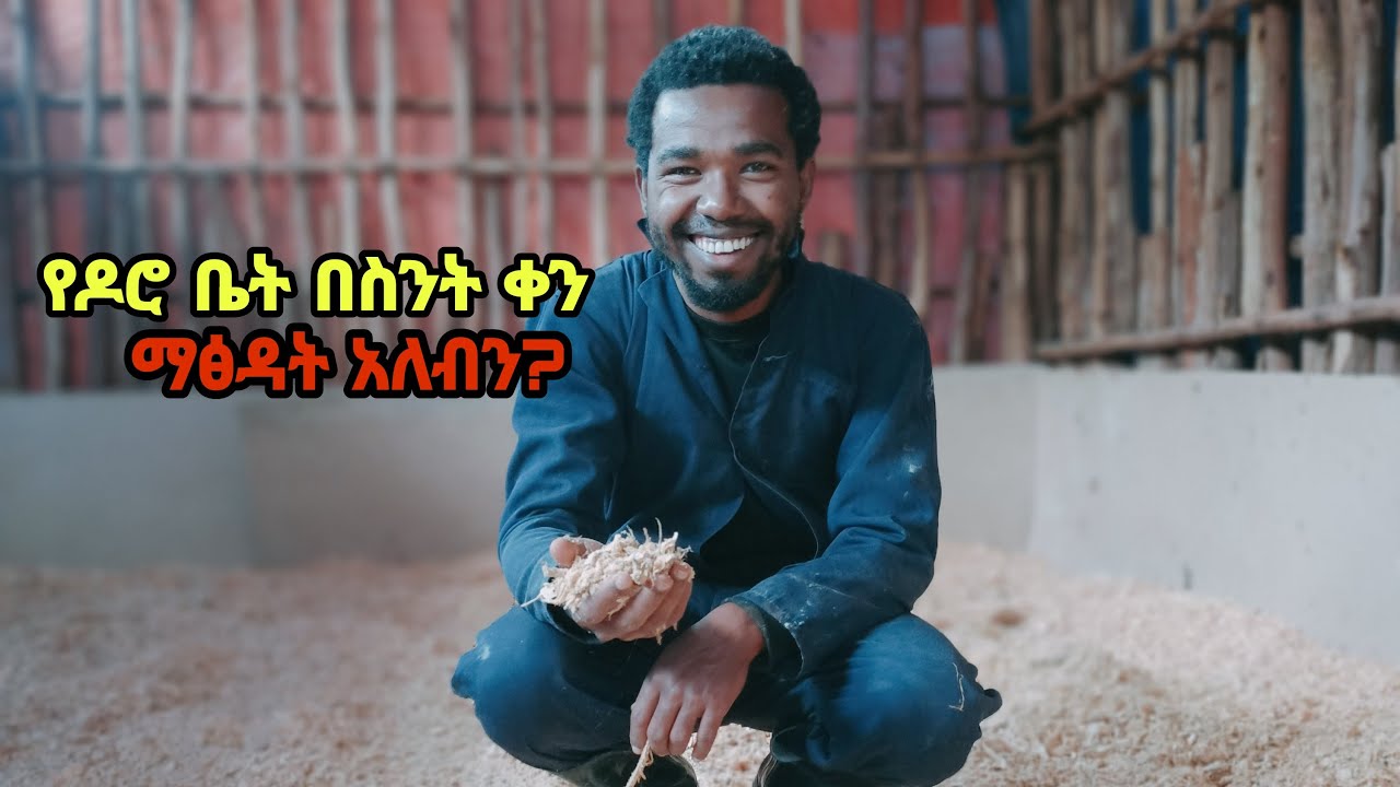 የዶሮ ቤት ሳጋቱራ(አልጋ) በምን ያህል ጊዜ መቀየር አለብን?
