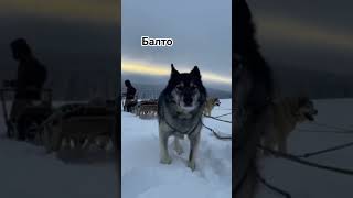 1925 год.Пёс балто#Балто #История#РеальнаяИстория #Аляска#Герой#СобакиГерои #Выживание#Экстрим