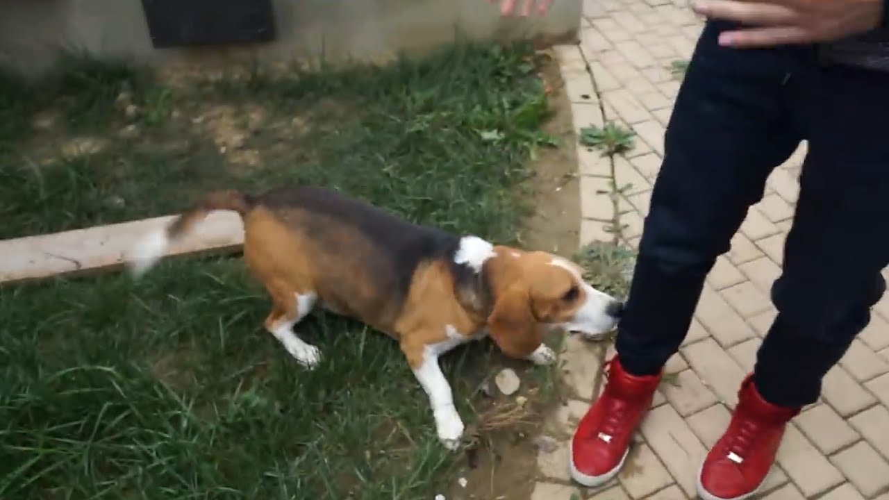 Cum să ajute beagle să piardă în greutate, Dezvoltarea unui plan de pierdere în greutate