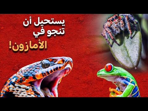 غابة الأمازون المكان الذي لا تريد أن تضيع فيه