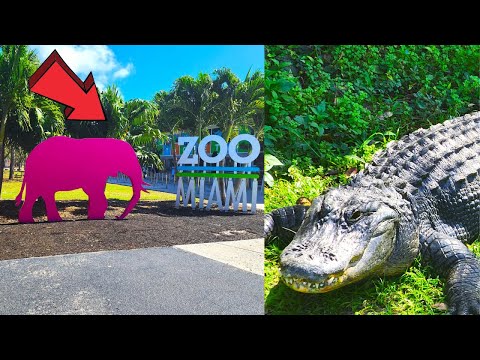 Video: Zoológico de Miami