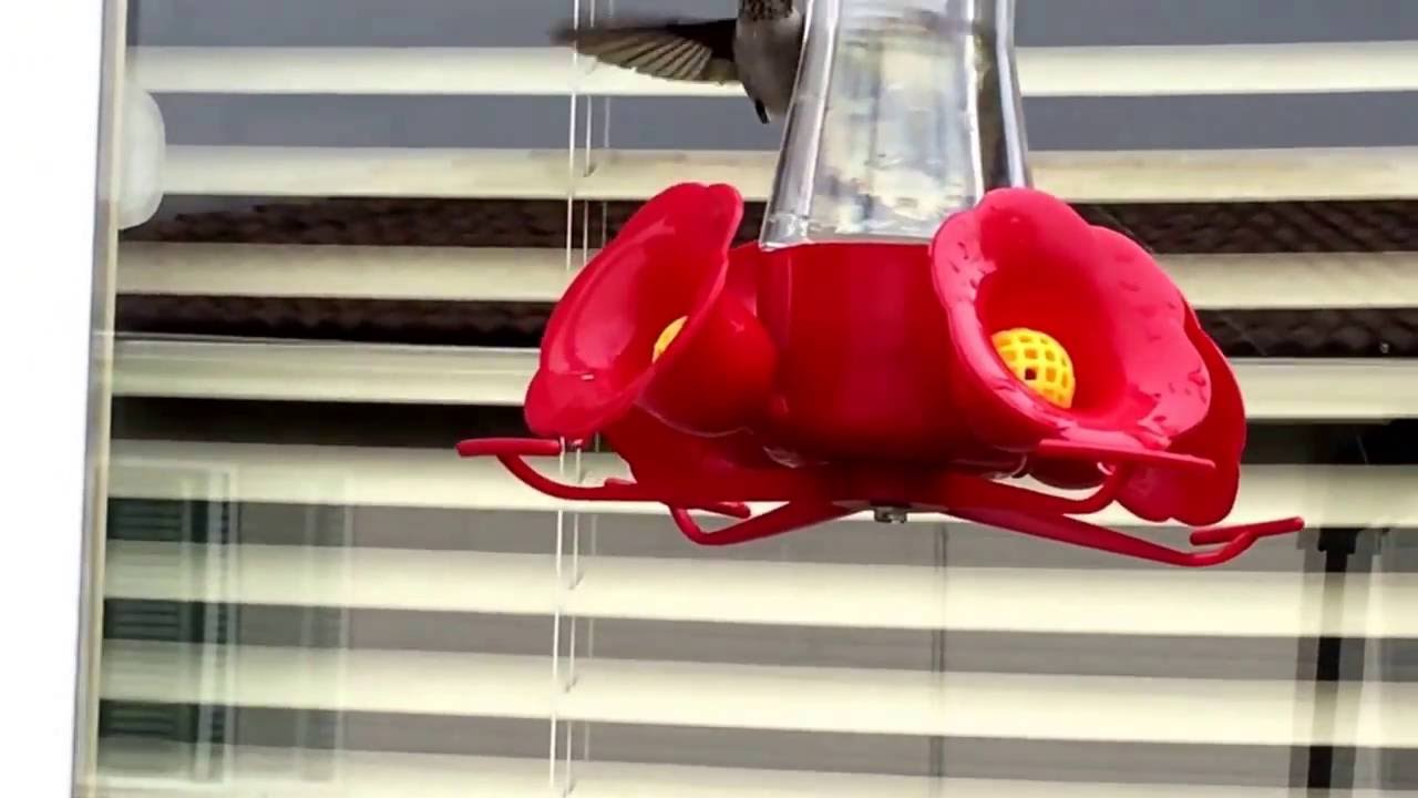 Juvenile male Black-chinned Hummingbird at nectar feeder. 