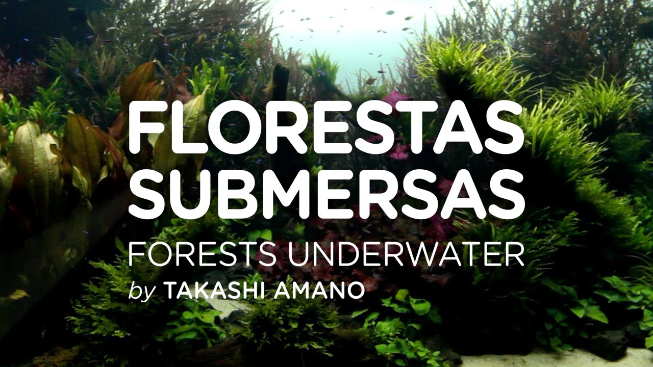[ADAview] FLORESTAS SUBMERSAS 2015.7.8-7.9