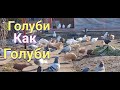 Голуби как голуби а критика всегда хорошо.Doves are like doves and criticism is always good.