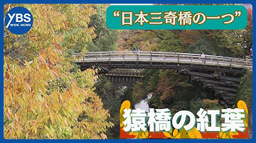 【紅葉さんぽ】 名勝・猿橋の絶景 「この橋、歌川広重ですよね」 渓谷彩る紅葉