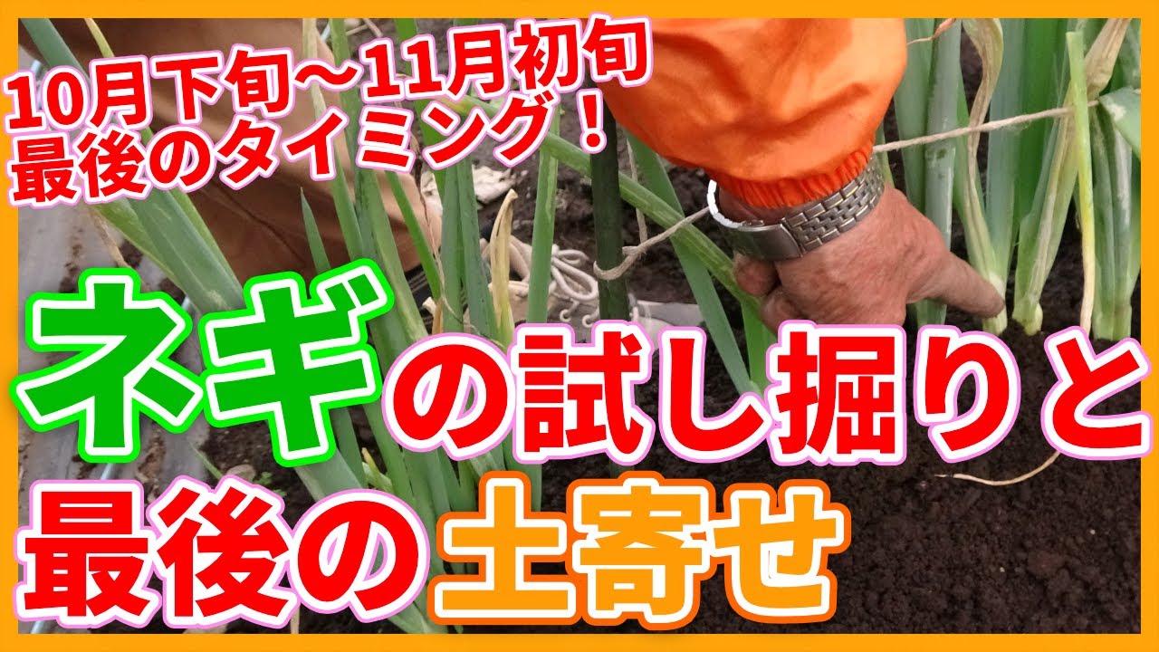 Trial Digging of Green Onions and Final Tendering Tips Learned