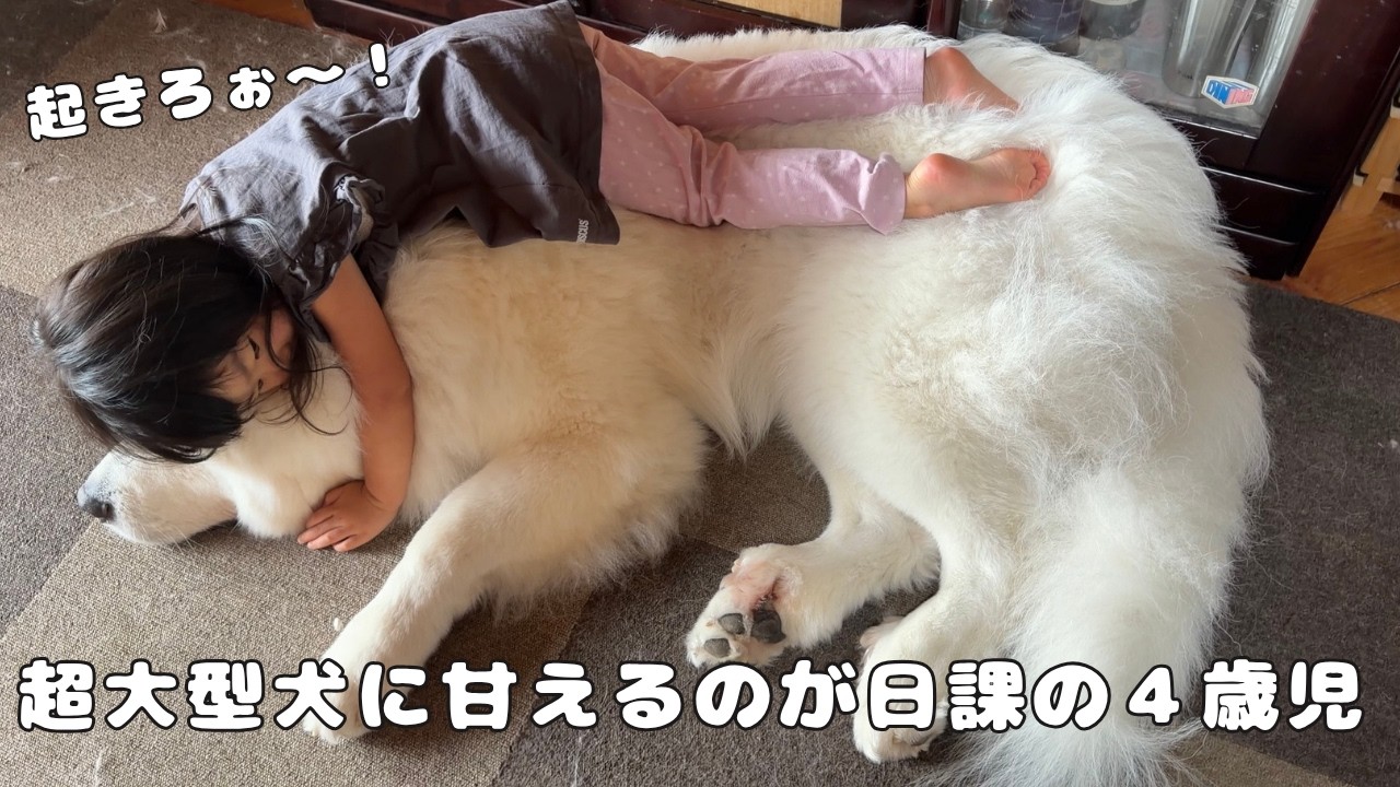 贅沢】5倍大きくなった超大型犬の弟と姉にもふもふ甘えまくる4歳児