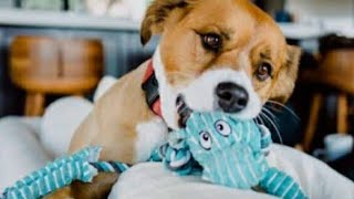 Dodger playtime | Chris Evans dog
