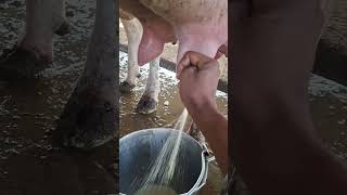#cow #automobile #dairyfarm #viralvideo #shortvideo #viral #dairyherd #farming #diaryfarming #shorts