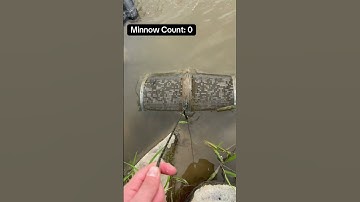 Setting 3 minnow traps for Wilson #largemouthbass #minnows #minnow #minnowtrapping #jesus #fishing