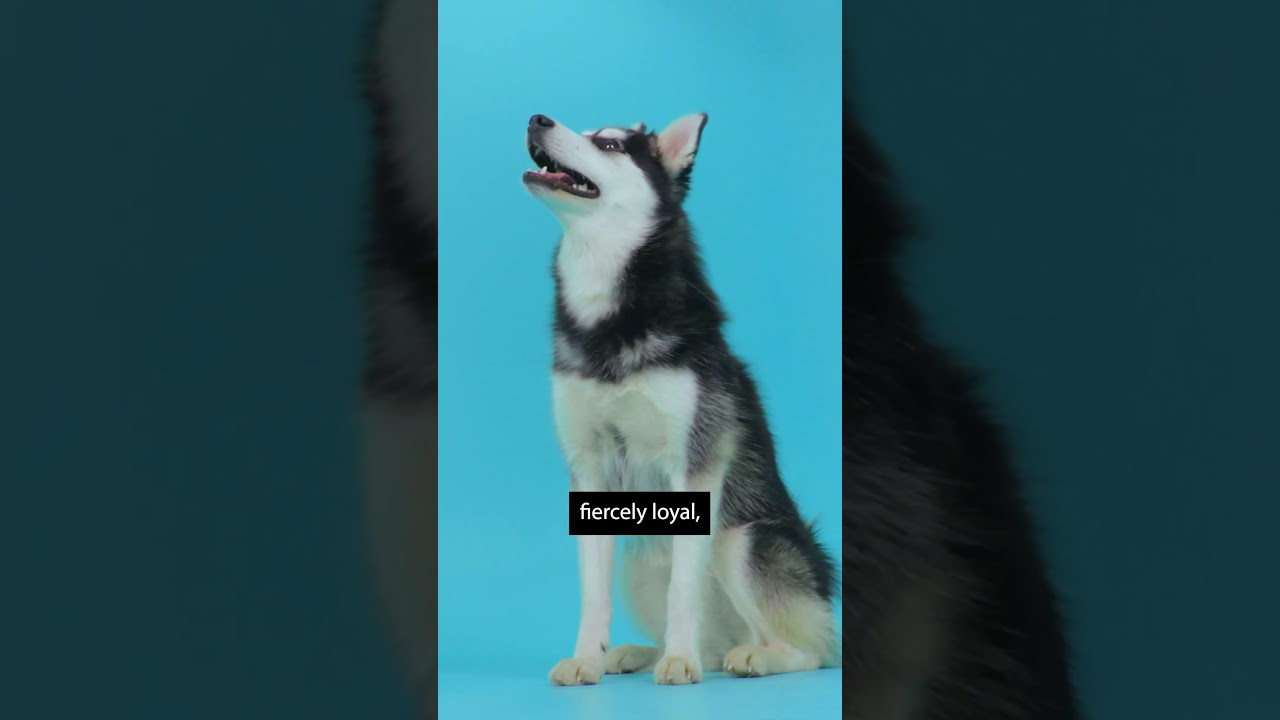 Alaskan Klee Kai Breed Info 