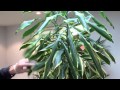 How to prune a dracaena by Nature at Work