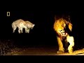 SAVUTI'S  WILD PREDATORS ✧ HD NATIONAL GEOGRAPHIC DOCUMENTARY ✧ Lions, Hyenas & Leopards