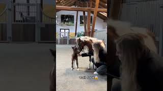 Fohlen Mit 1 Tag Vs 6 Monate Später