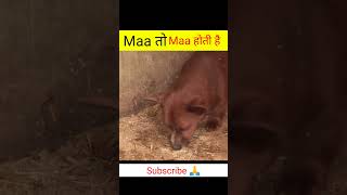 maa to maa hoti hai | dog and cow emotional video | dog vs cow | facts place