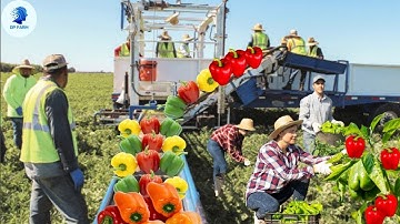 How MILLIONS of Colorful Bell Peppers Are Grown And Sorted Every Day