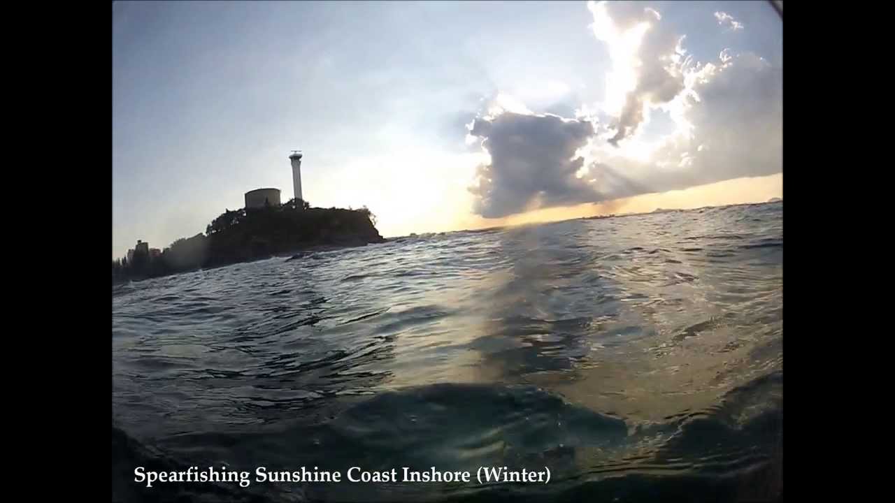 Sunshine Coast Inshore Spearfishing YouTube