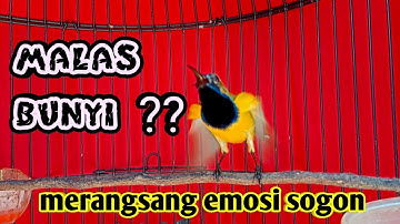MENAIKAN EMOSI SOGON YANG MALAS  BUNYI PUTAR LANGSUNG RESPON   #sogongacorngleper #sogongacor #sogon