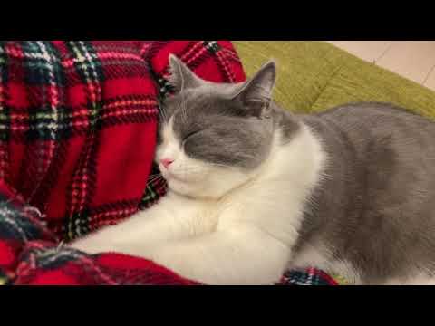 夢の中でふみふみする猫が可愛い