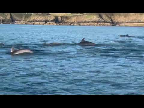 Guy Impaled By Dolphin