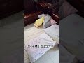 that teddy bear is Mr ducky