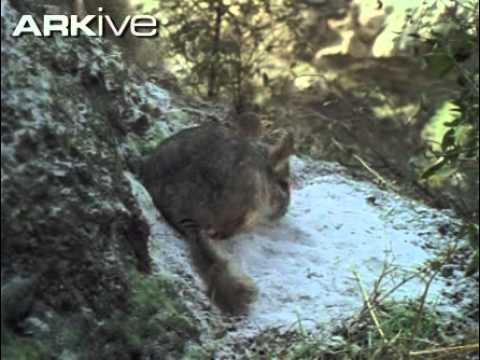 Video: Chinchilla Parvarishi