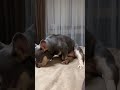 смешное видео Жора наяривает