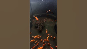 100 Goldfish vs Snapping Turtle