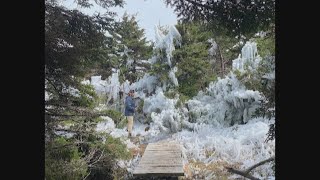 Elsa — is that you? Frozen trees in Flatrock offer breathtaking surprise, say hikers