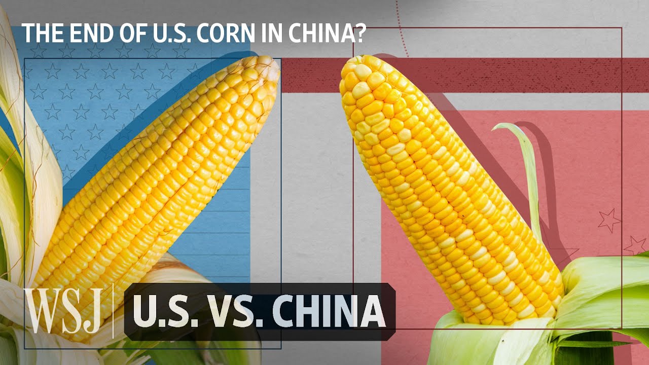 Read more about the article Why China’s Economy Doesn’t Want American Corn Anymore | WSJ U.S. vs. China – Wall Street Journal