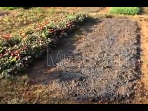 cara-menanam-bayam-yang-baik-dan-benar