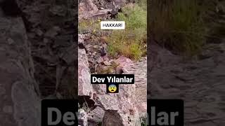 Hakkari'de görüntülenen Dev Yılanlar 😨 uzun hali kanalımızda Resimi