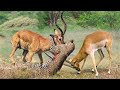 Top 10 Moment Hero Impala Knock Down Cheetah To Rescue His Teammate | Triumph of the Herbivores