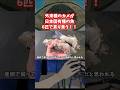 外来カメが集団で魚を貪り喰う衝撃映像!!#shorts