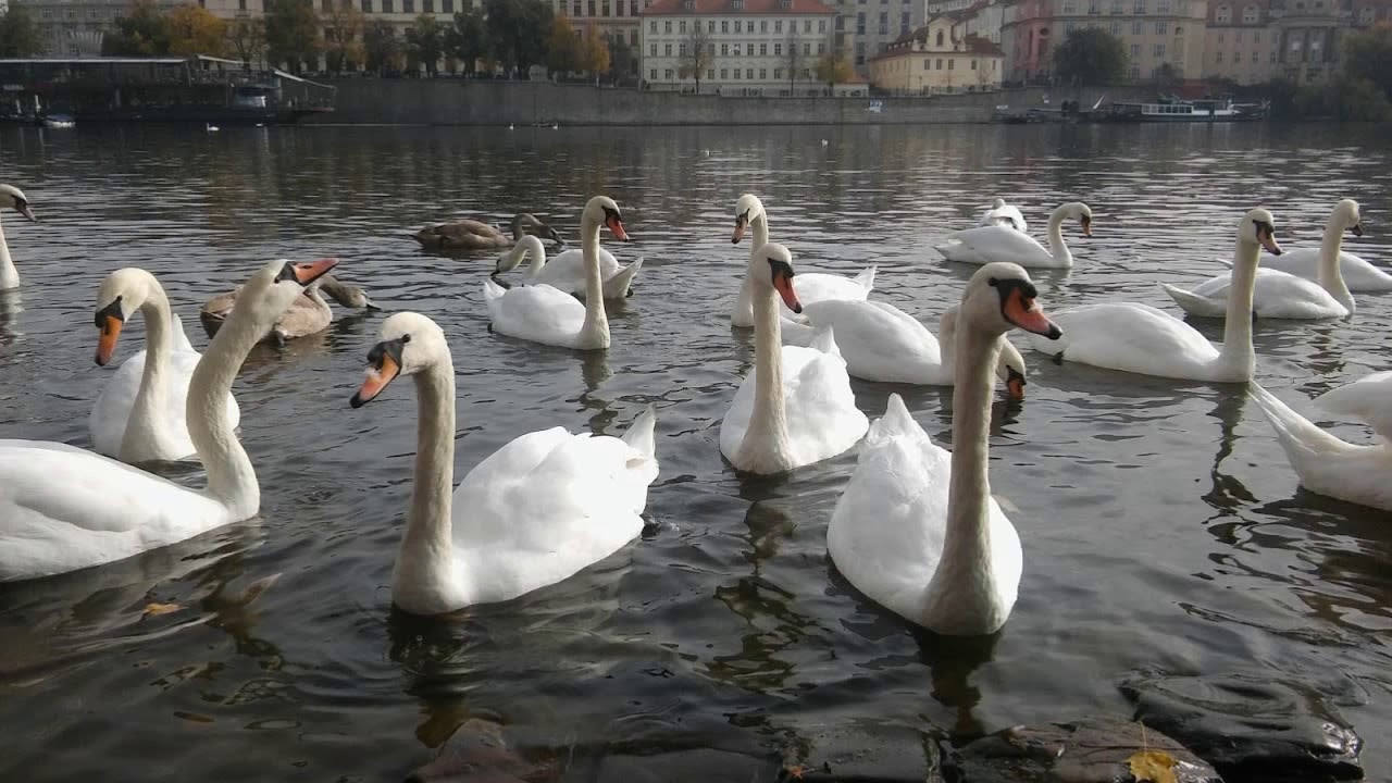 Sport Studio Beograd,  Prag Dance Fest 2018.