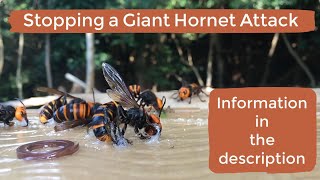 Giant Asian Hornet vs Sticky paper (protecting a bee hive from giant hornet attack)