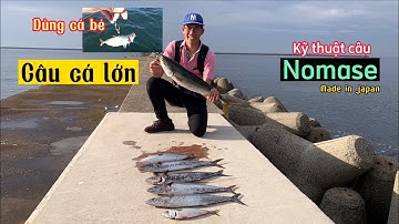 Cách câu cá săn mồi bằng kỹ thuật Nomase của người Nhật |GiaDinhCaTrap| Câu Cá Ở Nhật