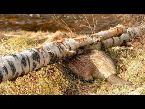 Video: Obydlí bobrů je mistrovským dílem inženýrství