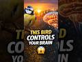 The Bird That Controls Your Brain Every Morning#brainpower #psychology #naturelovers#knowledge#viral