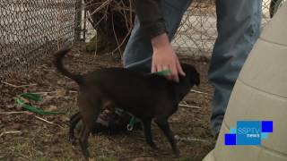 Adopt Me - Hazleton Animal Shelter - SSPTV News