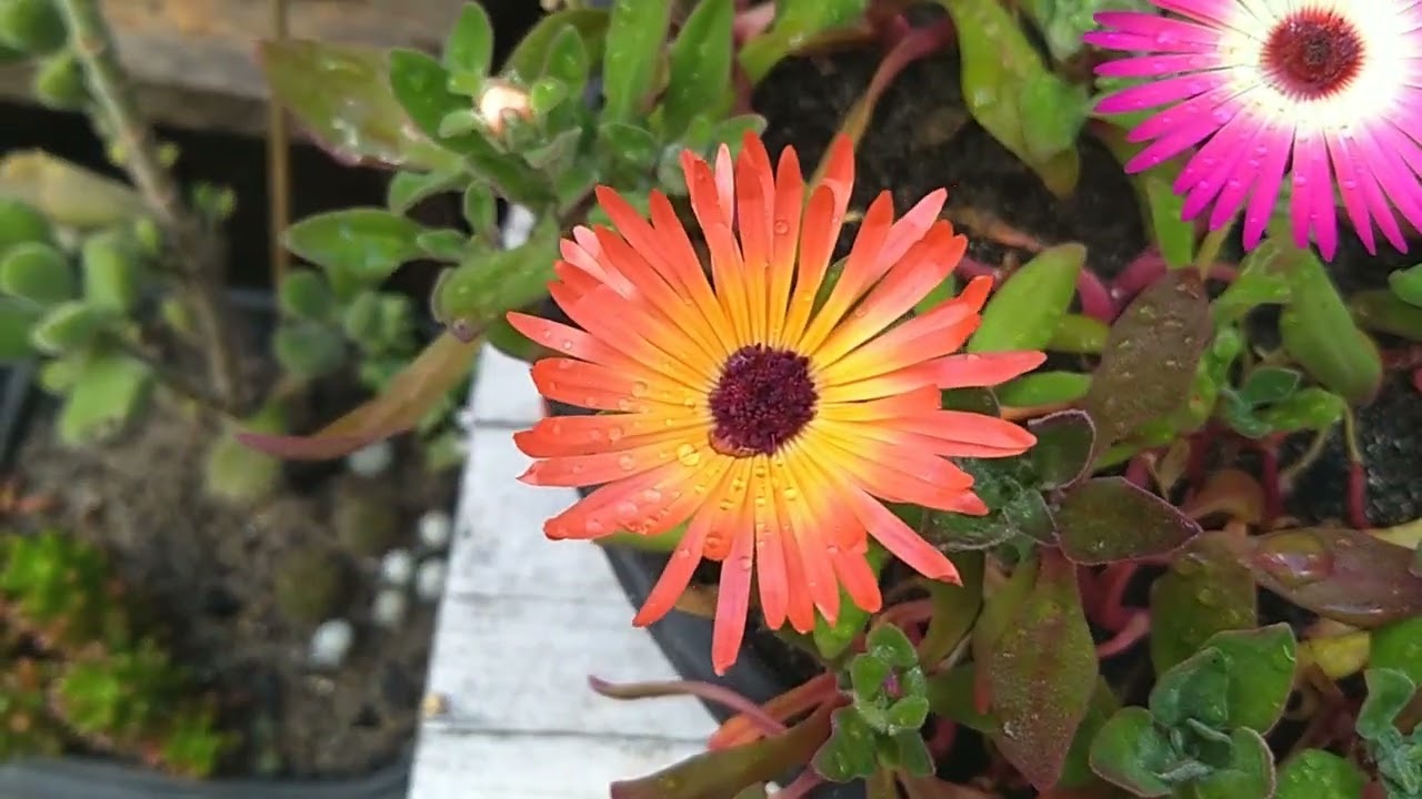 Mais uma tentativa com Ficóide 😀