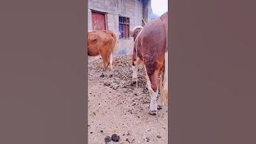 I paired this one at the beginning and I paired it again for the second nest1240