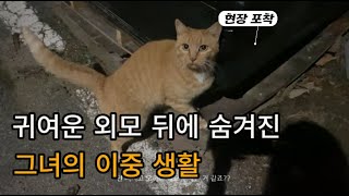 시골 생활  / 새벽에 고양이랑 돌아다니다가 생긴 일