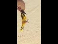 صيد الصفاري
